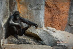 Gorilla, Hellabrunn Zoo (154)