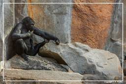 Zoo de Munich (158) Gorille