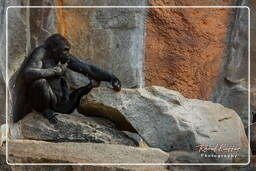 Tierpark Hellabrunn (158) Gorilla