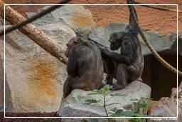Hellabrunn Zoo (184) Chimpanzee