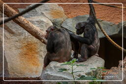 Zoo de Munich (184) Chimpanzé