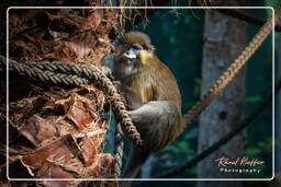 Tierpark Hellabrunn (207)