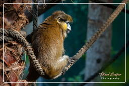 Tierpark Hellabrunn (228)