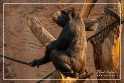 Gorilla, Hellabrunn Zoo (249)