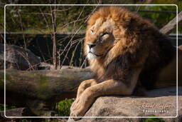 Lion, Hellabrunn Zoo (349)