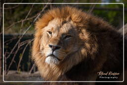 Hellabrunn Zoo (359) Lion