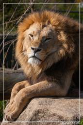 Hellabrunn Zoo (365) Lion