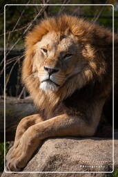 Lion, Hellabrunn Zoo (365)