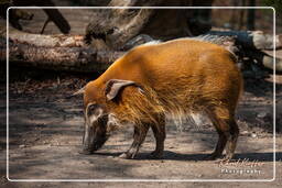Bushpig, Hellabrunn Zoo (411)