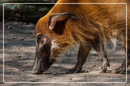 Bushpig, Hellabrunn Zoo (415)