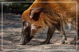 Tierpark Hellabrunn (415) Buschschwein