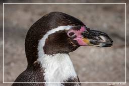 Hellabrunn Zoo (444) Humboldt penguin