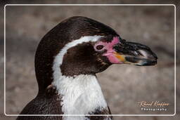 Humboldt penguin, Hellabrunn Zoo (444)