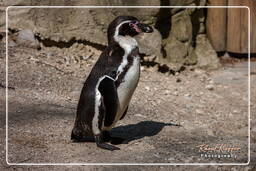 Zoo de Munich (452) Manchot de Humboldt