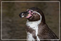Hellabrunn Zoo (471) Pinguim humboldti