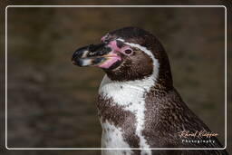 Humboldt penguin, Hellabrunn Zoo (471)