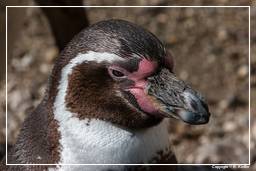Hellabrunn Zoo (509) Pinguim humboldti