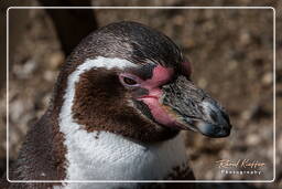 Humboldt penguin, Hellabrunn Zoo (509)