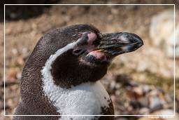 Hellabrunn Zoo (539) Pinguim humboldti