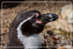 Zoo de Munich (539) Manchot de Humboldt