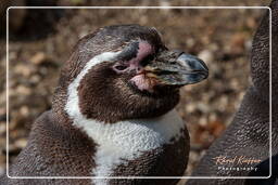 Humboldt penguin, Hellabrunn Zoo (541)