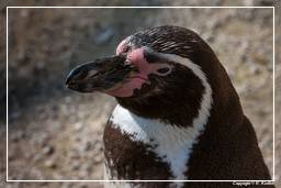 Hellabrunn Zoo (552) Pinguim humboldti