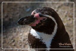 Humboldt penguin, Hellabrunn Zoo (552)