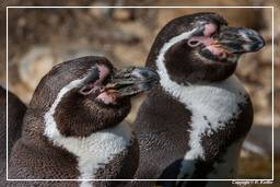 Hellabrunn Zoo (564) Pinguim humboldti