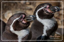Humboldt penguin, Hellabrunn Zoo (564)