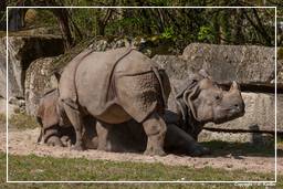 Zoo di Hellabrunn (568) Rinoceronte