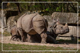 Zoo de Munich (568) Rhinocéros