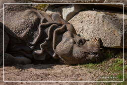 Rhinoceros, Hellabrunn Zoo (590)