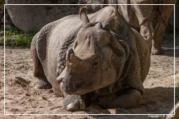 Zoo de Munich (598) Rhinocéros