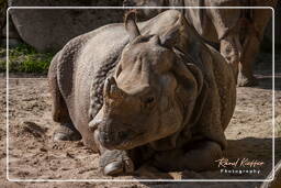 Rhinoceros, Hellabrunn Zoo (598)