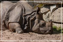 Zoo di Hellabrunn (630) Rinoceronte