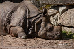 Zoo di Hellabrunn (630) Rinoceronte