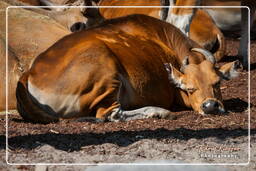 Tierpark Hellabrunn (636)