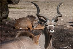 Zoo di Hellabrunn (663) Kudu maggiore