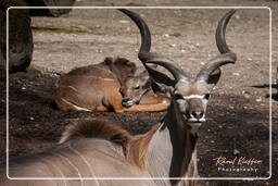 Greater kudu, Hellabrunn Zoo (663)