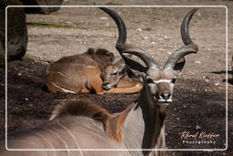 Zoo di Hellabrunn (663) Kudu maggiore