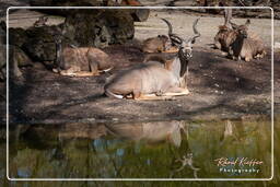 Greater kudu, Hellabrunn Zoo (675)