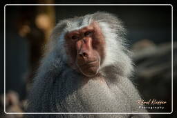 Baboon, Hellabrunn Zoo (704)