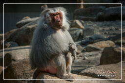 Baboon, Hellabrunn Zoo (707)