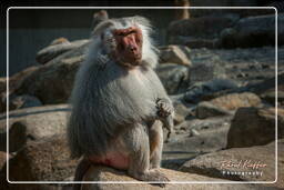 Hellabrunn Zoo (707) Baboon