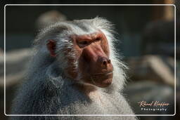 Baboon, Hellabrunn Zoo (709)