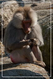 Baboon, Hellabrunn Zoo (721)