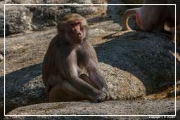 Hellabrunn Zoo (725) Baboon