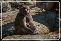 Baboon, Hellabrunn Zoo (725)