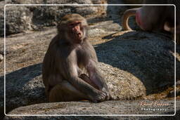 Zoo de Munich (725) Babouin