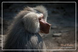 Baboon, Hellabrunn Zoo (735)